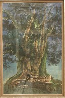 老樹群二葉松苦楝櫸木藏品圖，第1張