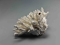 珊瑚藏品圖，第2張