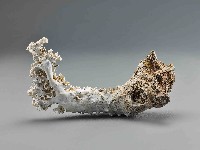 珊瑚藏品圖，第1張