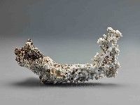 珊瑚藏品圖，第2張