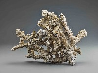 珊瑚藏品圖，第2張