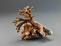 珊瑚藏品圖，第1張