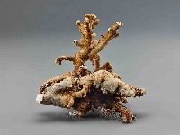 珊瑚藏品圖，第2張