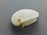 海螺藏品圖，第1張