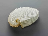 海螺藏品圖，第1張