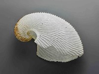 海螺藏品圖，第1張