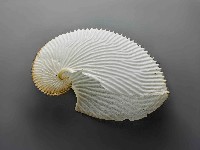 海螺藏品圖，第1張