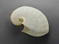 海螺藏品圖，第1張