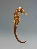 海馬標本藏品圖，第1張