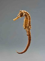 海馬標本藏品圖，第2張
