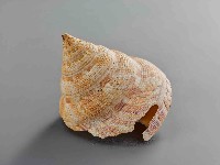 龍宮貝藏品圖，第2張