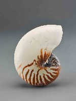 鸚鵡螺藏品圖，第2張