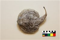 棘茄魚藏品圖，第1張