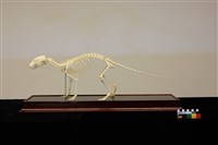 食蟹獴藏品圖，第1張