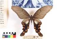 中華寬尾鳳蝶(白斑型)藏品圖，第1張