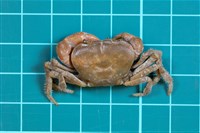 北山澤蟹藏品圖，第1張