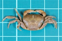 北山澤蟹藏品圖，第1張