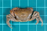 北山澤蟹藏品圖，第1張