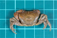 北山澤蟹藏品圖，第1張