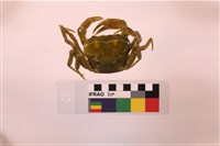 南澳澤蟹藏品圖，第2張