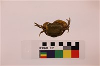 棲蘭澤蟹藏品圖，第2張