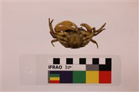 棲蘭澤蟹藏品圖，第3張