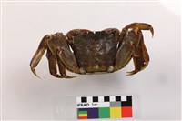 拉氏表相手蟹藏品圖，第2張