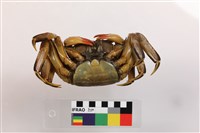 拉氏表相手蟹藏品圖，第3張