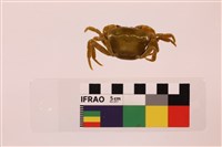 中華沙蟹藏品圖，第2張