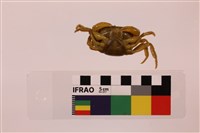 中華沙蟹藏品圖，第3張