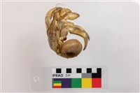 紫色陸寄居蟹藏品圖，第2張