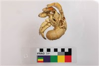 紫色陸寄居蟹藏品圖，第3張