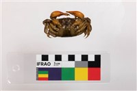 血螯擬相手蟹藏品圖，第3張