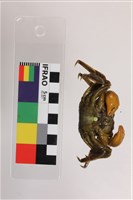 老猴瘦相手蟹藏品圖，第3張