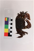 圓額新脹蟹藏品圖，第2張