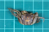 林投攀相手蟹藏品圖，第1張