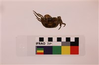 林投攀相手蟹藏品圖，第2張