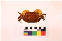 顯著表方蟹藏品圖，第2張