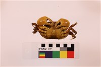 顯著表方蟹藏品圖，第3張