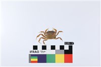 顯著表方蟹藏品圖，第1張