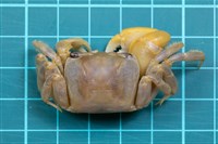中華沙蟹藏品圖，第1張