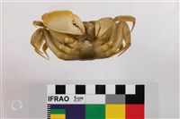 中華沙蟹藏品圖，第3張