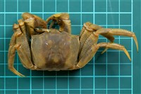 角眼沙蟹藏品圖，第1張