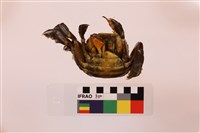 字紋弓蟹藏品圖，第3張