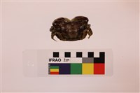 似方假厚蟹藏品圖，第2張