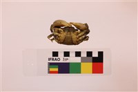 似方假厚蟹藏品圖，第3張