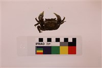 似方假厚蟹藏品圖，第2張