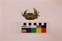 似方假厚蟹藏品圖，第3張