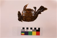 隆背張口蟹藏品圖，第2張