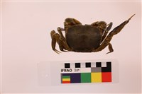 隆背張口蟹藏品圖，第2張